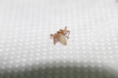 Anyphaenidae