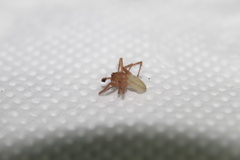 Anyphaenidae