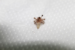 Anyphaenidae