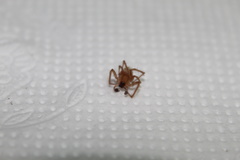 Anyphaenidae