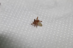 Anyphaenidae