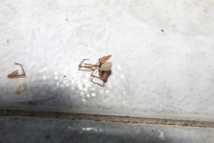 Anyphaenidae