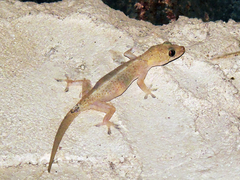 Hemidactylus mabouia