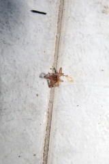Anyphaenidae