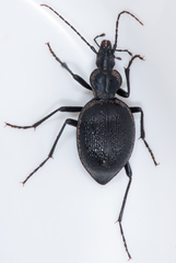 Scaphinotus striatopunctatus