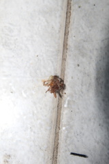 Anyphaenidae