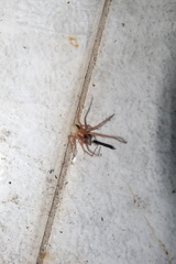 Anyphaenidae