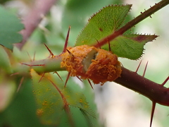 Phragmidium mucronatum