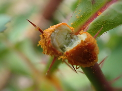 Phragmidium mucronatum