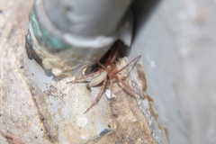 Anyphaenidae