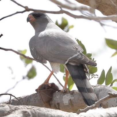 Gabar Goshawk