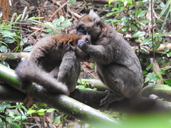 Prolemur simus