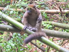 Prolemur simus
