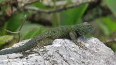 Sceloporus hondurensis