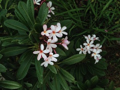 Plumeria