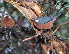 Conirostrum binghami