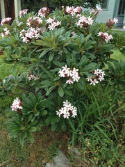 Plumeria