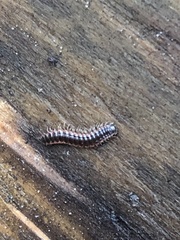 Pseudopolydesmus erasus