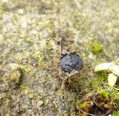 Tetrigidae