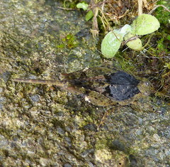Tetrigidae