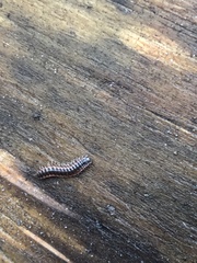 Pseudopolydesmus erasus