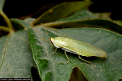 Panchlora thalassina