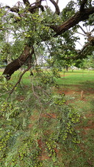 Dalbergia miscolobium