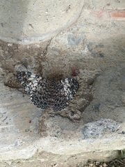 Hamadryas fornax