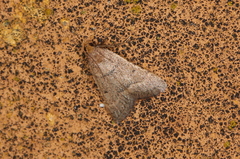 Bostra obsoletalis