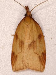 Sparganothis xanthoides