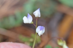 Vicia cypria