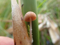 Candolleomyces typhae