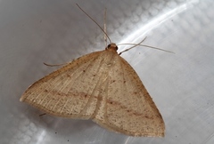 Palaeaspilates inoffensa