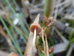 Candolleomyces typhae