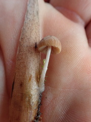 Candolleomyces typhae