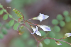 Vicia cypria
