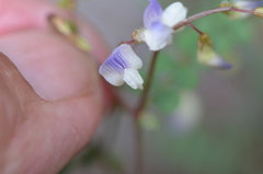 Vicia cypria