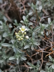 Hormathophylla spinosa