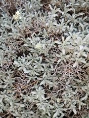 Hormathophylla spinosa