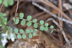 Vicia cypria