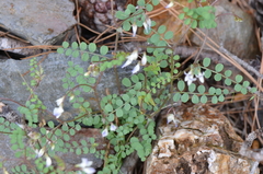 Vicia cypria