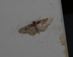 Idaea mustelata