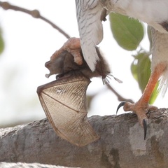 Epomophorus pusillus