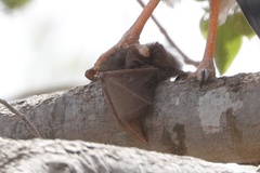 Epomophorus pusillus