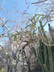 Opuntia karwinskiana