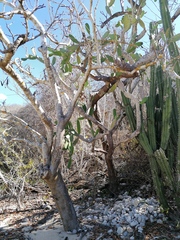 Opuntia karwinskiana