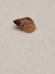 Bulimulus bonariensis image