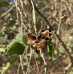 Rhynchosia precatoria