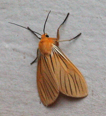 Pseudischnocampa
