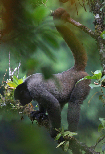 Humboldt's Woolly Monkey